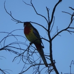 Platycercus eximius (Eastern Rosella) at Isaacs, ACT - 26 May 2019 by Mike