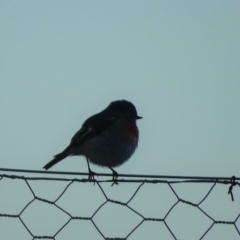 Petroica boodang (Scarlet Robin) at Isaacs Ridge - 26 May 2019 by Mike