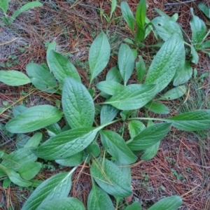 Echium plantagineum at Isaacs, ACT - 26 May 2019