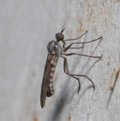 Empididae sp. (family) (Dance fly) at Mount Majura - 19 May 2019 by TimL