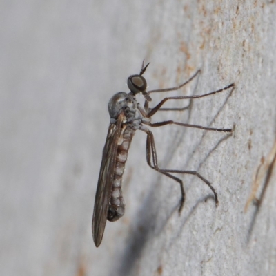 Empididae sp. (family) (Dance fly) at Mount Majura - 19 May 2019 by TimL