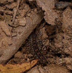 Scutigeridae (family) (A scutigerid centipede) at Yadboro, NSW - 23 May 2019 by kdm