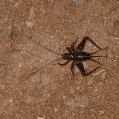 Nemobiinae sp. (sub-family) (A ground cricket) at Yadboro, NSW - 23 May 2019 by kdm