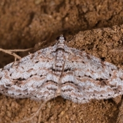 Didymoctenia exsuperata (Thick-lined Bark Moth) at Yadboro, NSW - 23 May 2019 by kdm