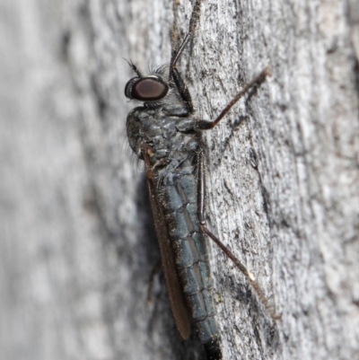 Cerdistus sp. (genus) (Slender Robber Fly) at Hackett, ACT - 19 May 2019 by TimL