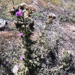 Cirsium vulgare at Hughes, ACT - 15 May 2019