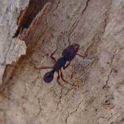 Rhytidoponera aspera (Greenhead ant) at Acton, ACT - 25 May 2019 by Christine