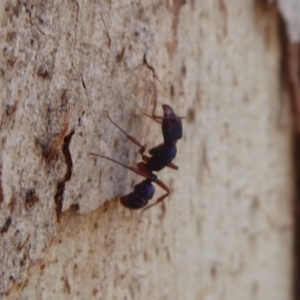 Rhytidoponera aspera at Acton, ACT - 25 May 2019