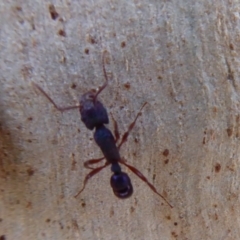 Rhytidoponera aspera at Acton, ACT - 25 May 2019