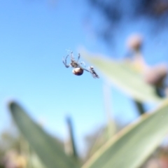 Araneidae (family) (Orb weaver) at Acton, ACT - 25 May 2019 by Christine