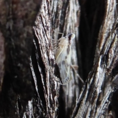 Cixiidae sp. (family) (Cixiid planthopper) at Acton, ACT - 25 May 2019 by Christine