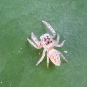 Opisthoncus grassator at Acton, ACT - 25 May 2019