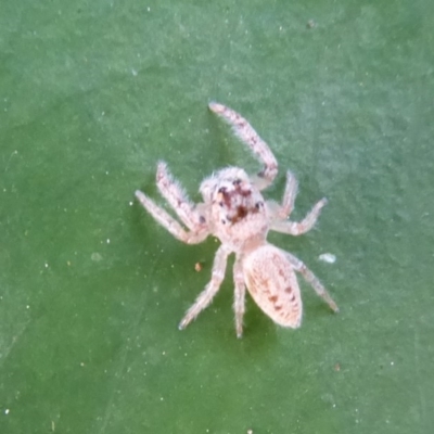 Opisthoncus grassator (Jumping spider) at ANBG - 25 May 2019 by Christine