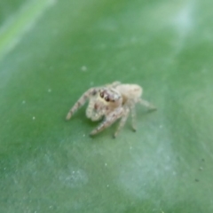 Opisthoncus grassator at Acton, ACT - 25 May 2019