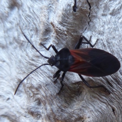 Oncopeltus (Oncopeltus) sordidus (Milk vine bug) at Hackett, ACT - 22 May 2019 by Christine