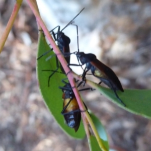 Oncopeltus (Oncopeltus) sordidus at Hackett, ACT - 22 May 2019 01:28 PM