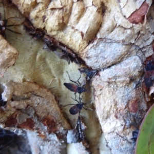 Oncopeltus (Oncopeltus) sordidus at Hackett, ACT - 22 May 2019