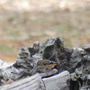 Pardalotus punctatus at Watson, ACT - 24 May 2019 09:55 AM