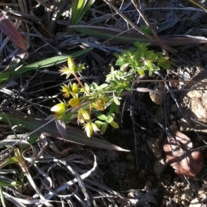 Hypericum perforatum at Hughes, ACT - 15 May 2019