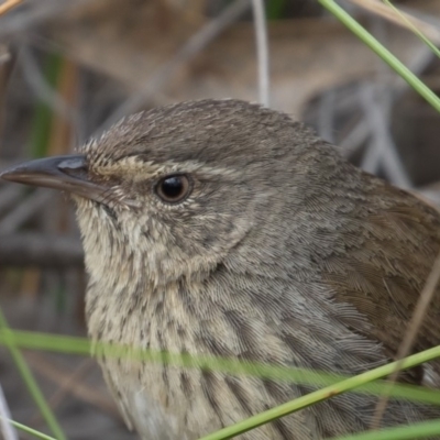 Hylacola pyrrhopygia (Chestnut-rumped Heathwren) at Stromlo, ACT - 28 Oct 2017 by rawshorty