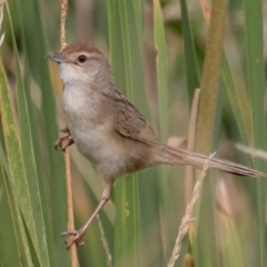 Cincloramphus timoriensis (Tawny Grassbird) at Jerrabomberra Wetlands - 8 Jan 2017 by rawshorty