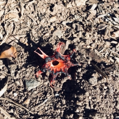 Aseroe rubra (Anemone Stinkhorn) at Tathra, NSW - 26 May 2019 by Suzhop