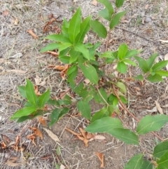 Rosaceae sp. (family) (Unidentified shrub/small tree of Rose Family) at Watson, ACT - 5 Mar 2019 by waltraud