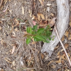 Rosaceae sp. (family) (Unidentified shrub/small tree of Rose Family) at Watson Woodlands - 5 Mar 2019 by waltraud