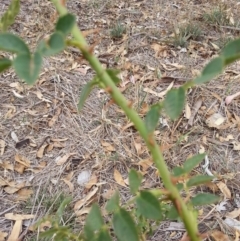 Rosa sp. (A Wild Rose) at Watson Woodlands - 5 Mar 2019 by waltraud