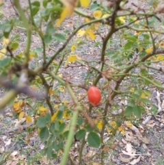 Rosa canina (Dog Rose) at Watson, ACT - 5 Mar 2019 by waltraud