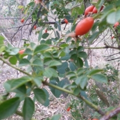 Rosa canina at Watson, ACT - 5 Mar 2019