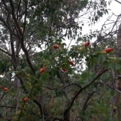 Rosa canina at Watson, ACT - 5 Mar 2019