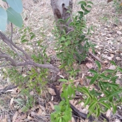 Ligustrum lucidum (Large-leaved Privet) at Watson Woodlands - 5 Mar 2019 by waltraud