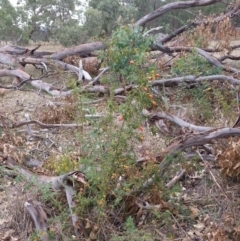 Rosa sp. (A Wild Rose) at Watson, ACT - 5 Mar 2019 by waltraud