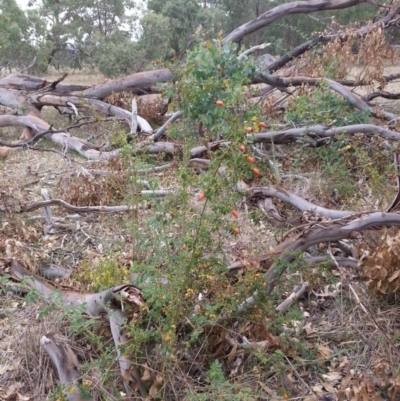 Rosa sp. (A Wild Rose) at Watson, ACT - 5 Mar 2019 by waltraud