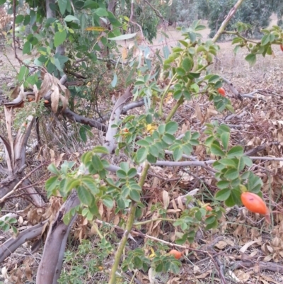 Rosa canina (Dog Rose) at Watson Woodlands - 5 Mar 2019 by waltraud