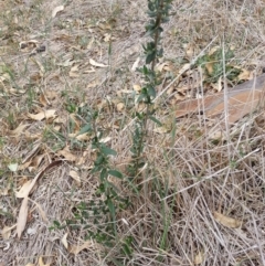 Olea europaea subsp. cuspidata (African Olive) at Goobarragandra, NSW - 5 Mar 2019 by waltraud