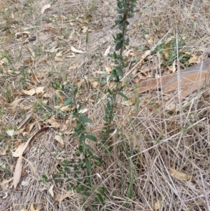 Olea europaea subsp. cuspidata at Goobarragandra, NSW - 5 Mar 2019 02:22 PM