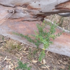 Ligustrum sinense (Narrow-leaf Privet, Chinese Privet) at Watson, ACT - 5 Mar 2019 by waltraud