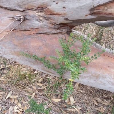 Ligustrum sinense (Narrow-leaf Privet, Chinese Privet) at Watson Woodlands - 5 Mar 2019 by waltraud