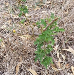 Crataegus monogyna at Watson, ACT - 5 Mar 2019 02:23 PM