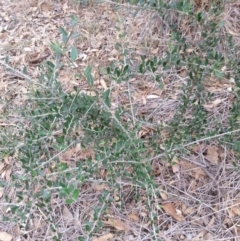 Olea europaea subsp. cuspidata (African Olive) at Watson Woodlands - 5 Mar 2019 by waltraud