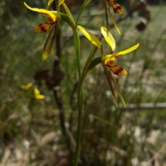 Diuris sulphurea (Tiger Orchid) at Penrose, NSW - 4 Nov 2018 by AliciaKaylock
