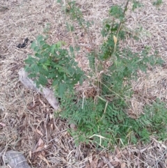 Pistacia chinensis (Chinese Pistachio) at Watson Woodlands - 5 Mar 2019 by waltraud