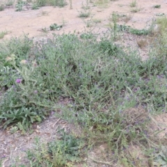 Onopordum acanthium (Scotch Thistle) at Bungendore, NSW - 5 Mar 2019 by waltraud