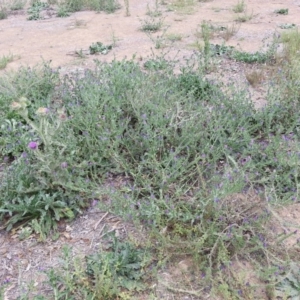 Onopordum acanthium at Bungendore, NSW - 5 Mar 2019 02:34 PM