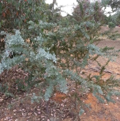 Acacia baileyana (Cootamundra Wattle, Golden Mimosa) at Watson, ACT - 5 Mar 2019 by waltraud