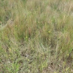 Cyperus eragrostis at Watson, ACT - 5 Mar 2019 02:47 PM