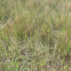 Cyperus eragrostis at Watson, ACT - 5 Mar 2019 02:47 PM