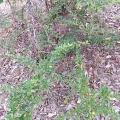 Pyracantha fortuneana (Firethorn) at Watson Woodlands - 5 Mar 2019 by waltraud